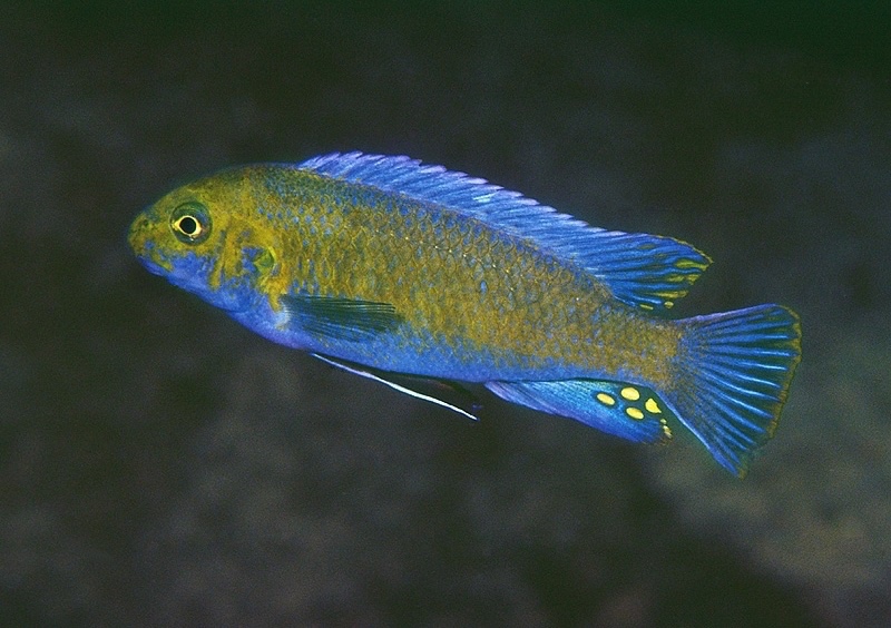 Labeotropheus trewavasae 'Lundu'